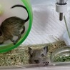 デグーのオスの子の里親募集です。 サムネイル2