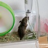 デグーのオスの子の里親募集です。 サムネイル4