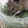 デグーのオスの子の里親募集です。 サムネイル5