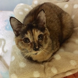 里親さん決まりました。ありがとうございました。