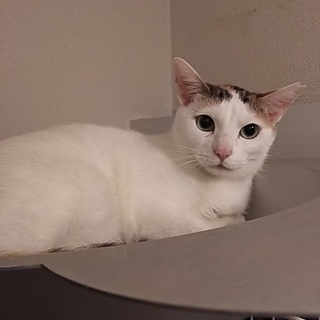 ◎美三毛猫さんです♪テンちゃん