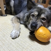 ゆき