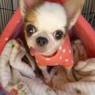 可愛いメアリ♪里親様募集中！