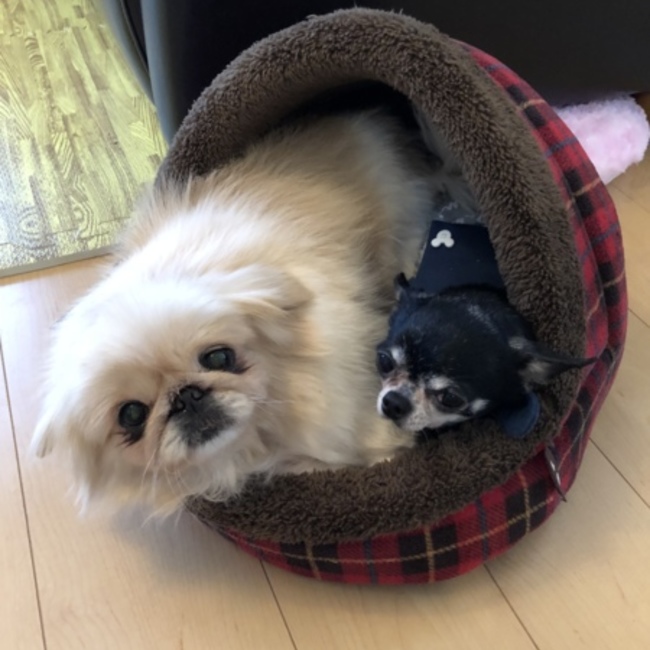 はなか✳︎のカバー写真