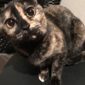 奥ゆかしくて賢いサビ猫のこももちゃん