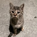 甘えん坊で抱っこ大好き、三毛トラのこはくちゃん