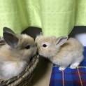 里親募集