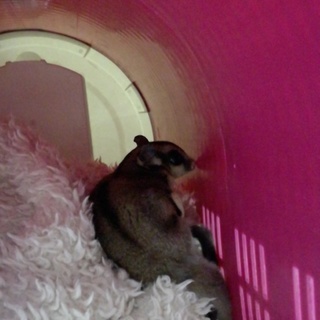 モモンガ保護しています！