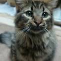 長毛キジトラの男の子