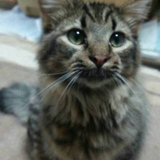 長毛キジトラの男の子