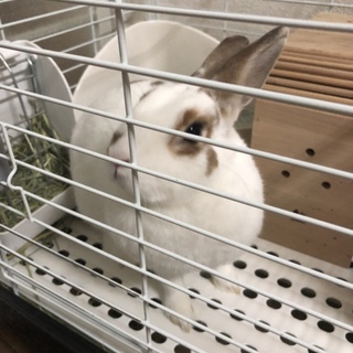 ネザーランドドワーフ（♀） 2歳半 里親募集中！