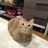 テトまま☆