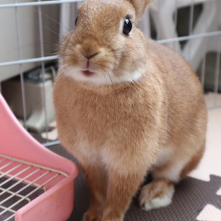 ネザーランドドワーフ1歳女の子