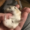 ねもたん
