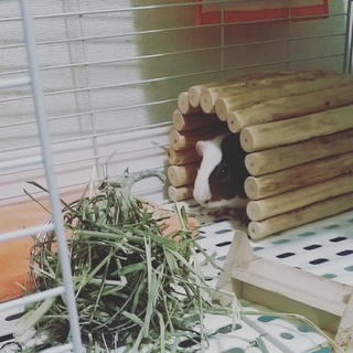 1歳半の男の子モルちゃんです