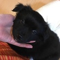 マイペースな男の子。ふわふわです。