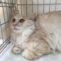 1月7日譲渡会参加！長毛猫のチャイくん♪