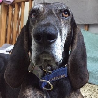 まだ若いライリー。 穏やかで甘えん坊です！