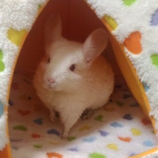 里親決定しました