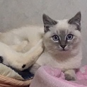 推定4ヶ月 シャム風子猫ちゃん