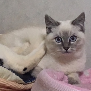 推定4ヶ月 シャム風子猫ちゃん