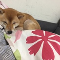 豆柴 柴犬 豆助 ありがとうございました