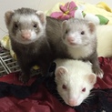 3兄妹