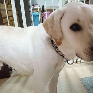 おとなしくてやさしい男の子