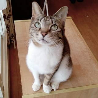 抱っこ大好き❤ゴロゴロ猫《アビー》