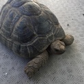 ギリシャリクガメの里親募集