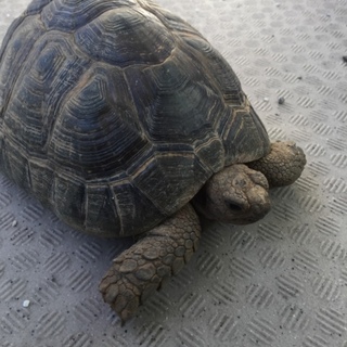ギリシャリクガメの里親募集