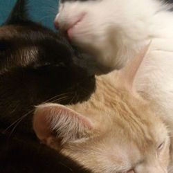 「３匹猫団子♡」サムネイル2