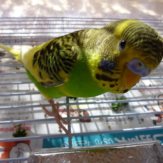 かわいいセキセインコ里親募集中です