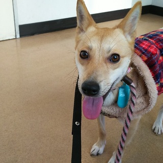 小柄な雑種の女の子★鈴蘭★です