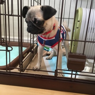h29.9.1生まれパグの里親さん探してます