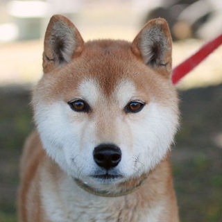 ハンサムな柴犬