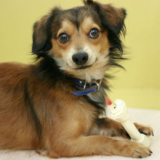 活発なチワワ、ダックス