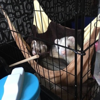 可愛がってくれるかた募集です！