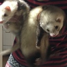 可愛がってくれるかた募集です！ サムネイル2