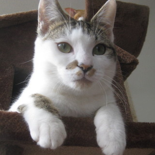 7/19 保健所出身☆去勢、ワクチン済