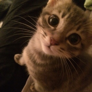 里親募集です。