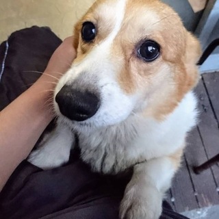 愛知県7歳のコーギーの女の子です！