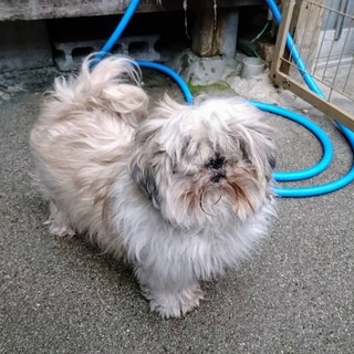 愛知県6歳のシーズーの女の子です！