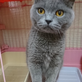 ブリティッシュS☆つばめちゃん☆女の子5歳