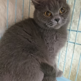 ブリティッシュS☆じゅんちゃん☆女の子5歳