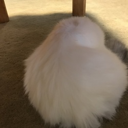 おもちと醤油ときなこ