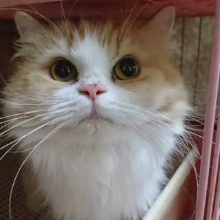 スコF☆あきほちゃん☆女の子・立耳・4歳・長毛