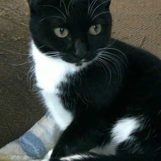 カッコいい猫ちゃんです！