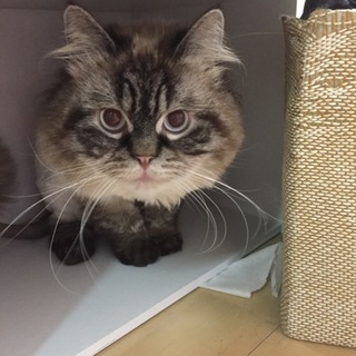 ヒマラヤン純潔 男の子 ２歳