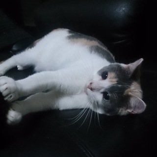 パステル三毛ちゃん